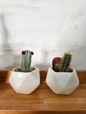 Maceta cerámica con cactus variados