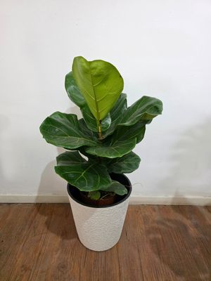 Ficus Lyrata L con maceta 90cm aprox