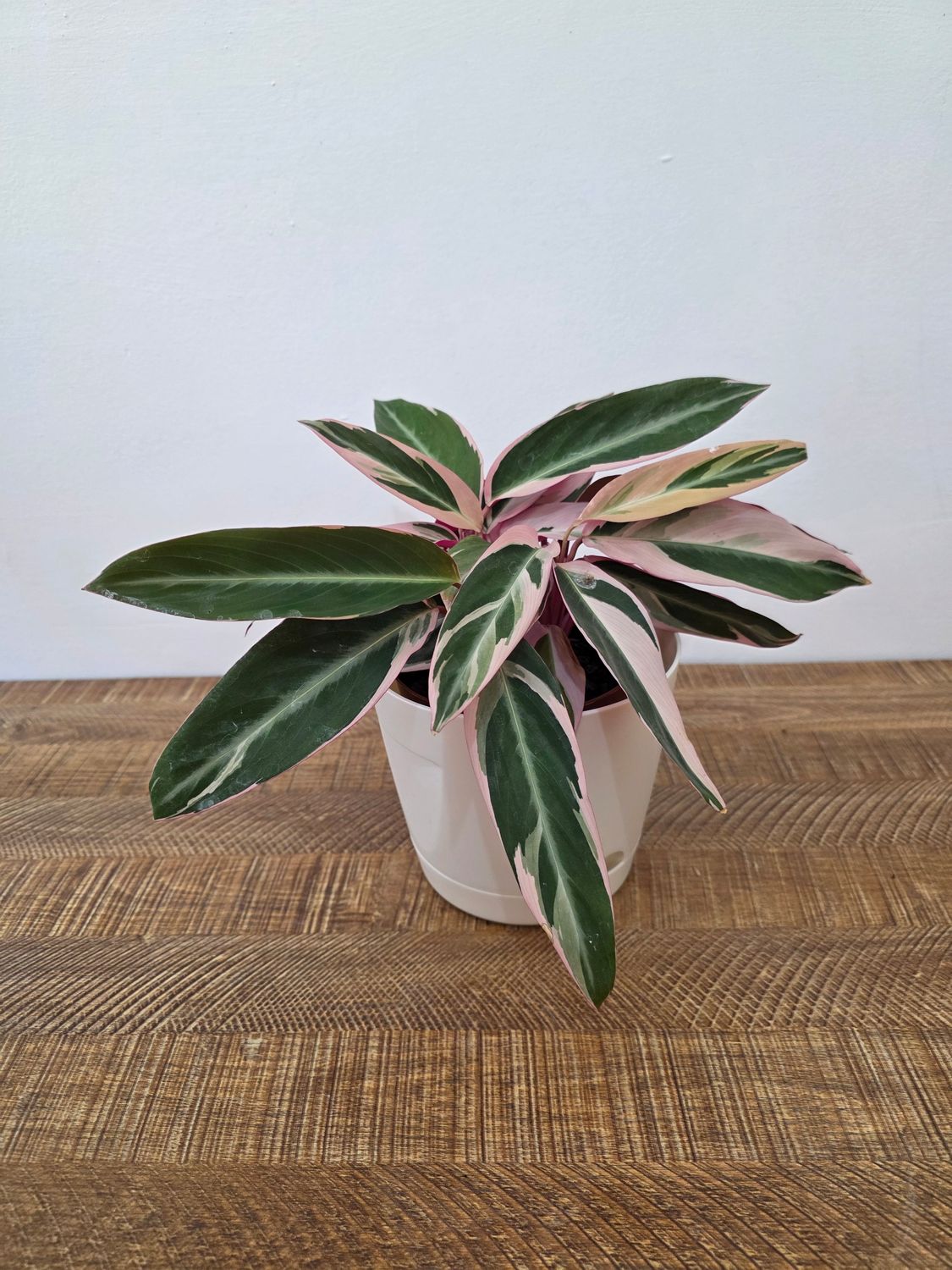Calathea triostar con maceta
