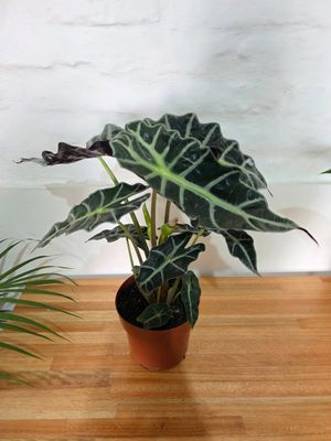 Alocasia wentii