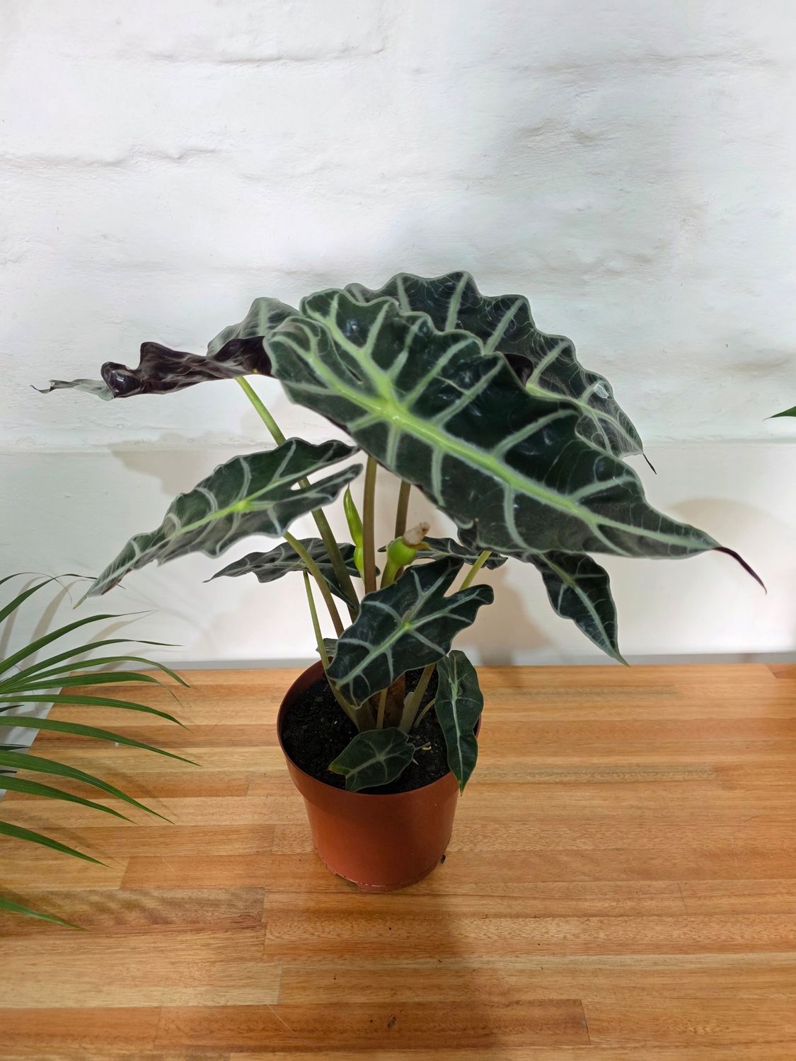 Alocasia wentii