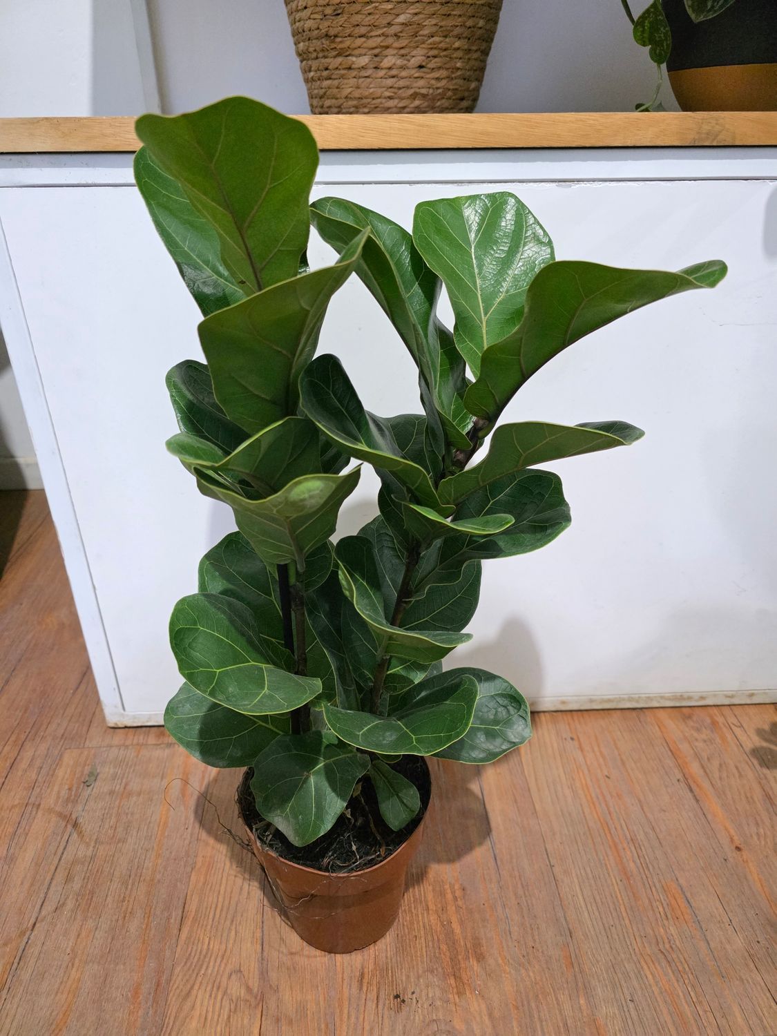 Ficus Lyrata bambino 2 caras 70cm