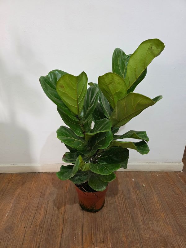 Ficus Lyrata  2 varas 70cm