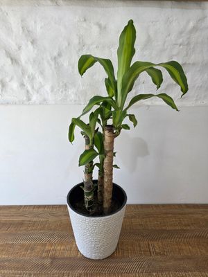 Palo de agua con maceta 75cm