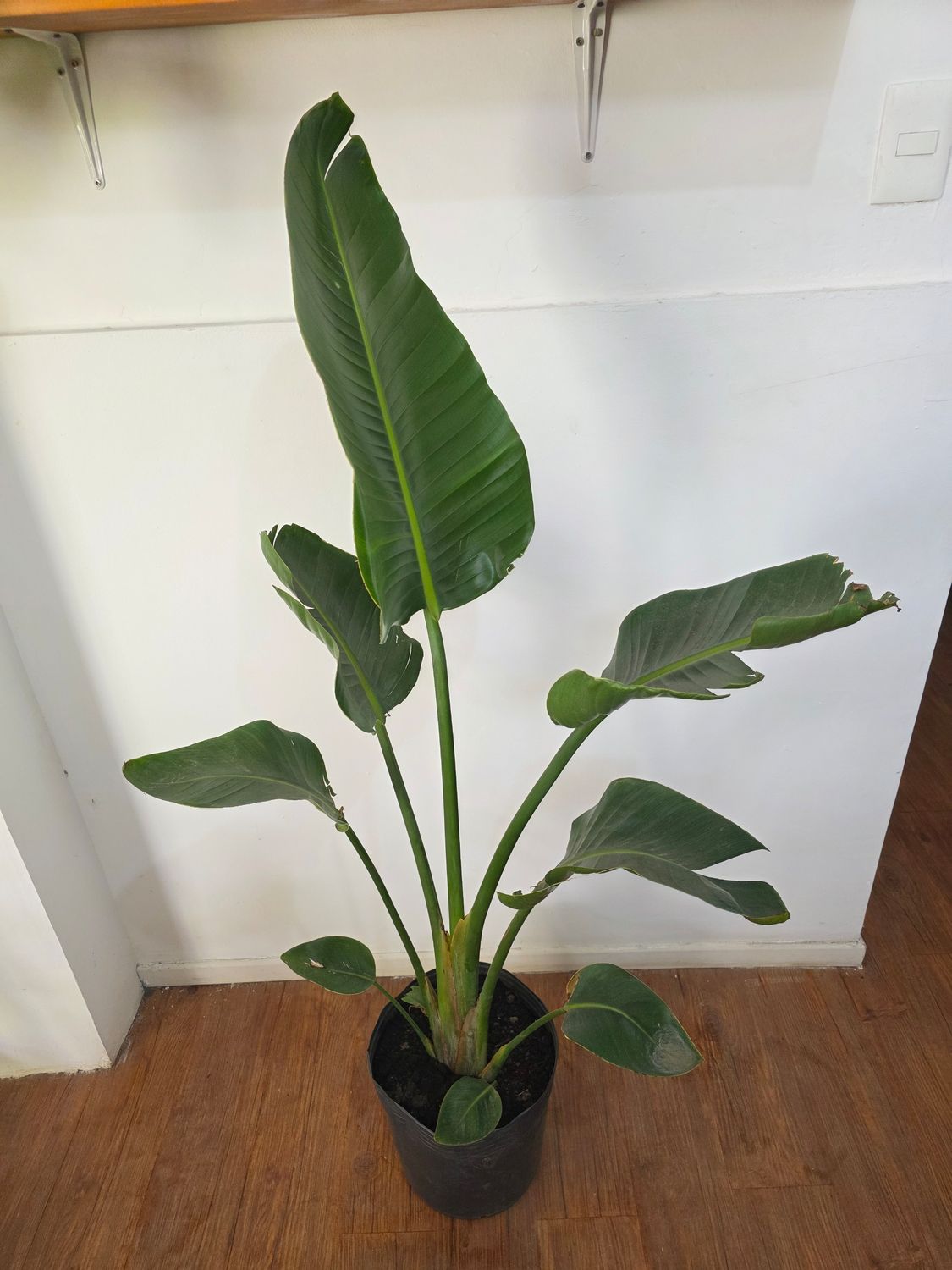 Sterlitzia nicolai 1.6m aprox