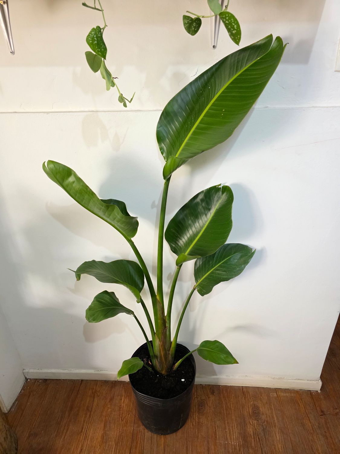 Sterlitzia nicolai 1.4m aprox