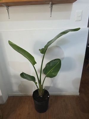 Sterlitzia nicolai 1.4m aprox