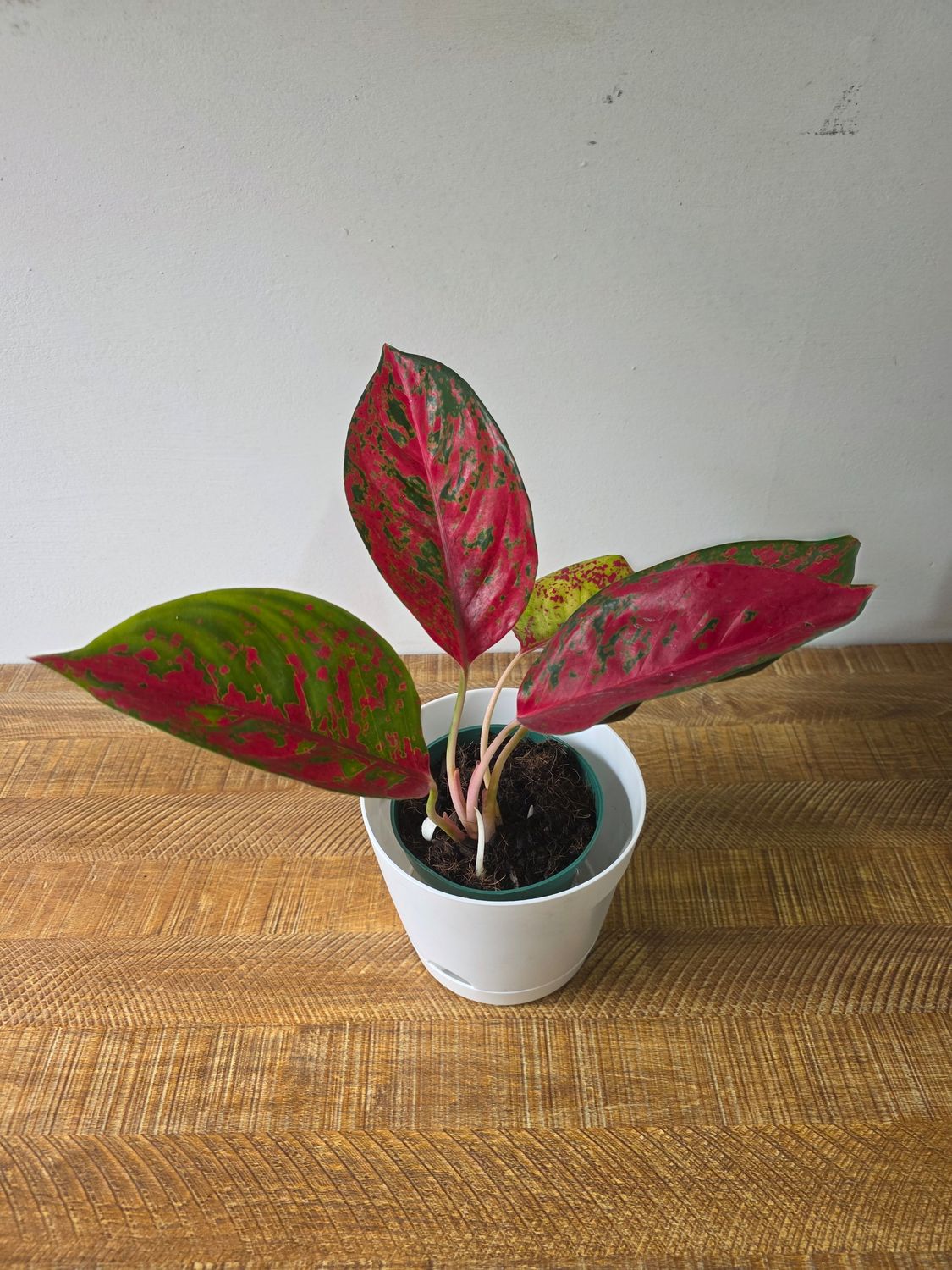 Aglaenoema con maceta 