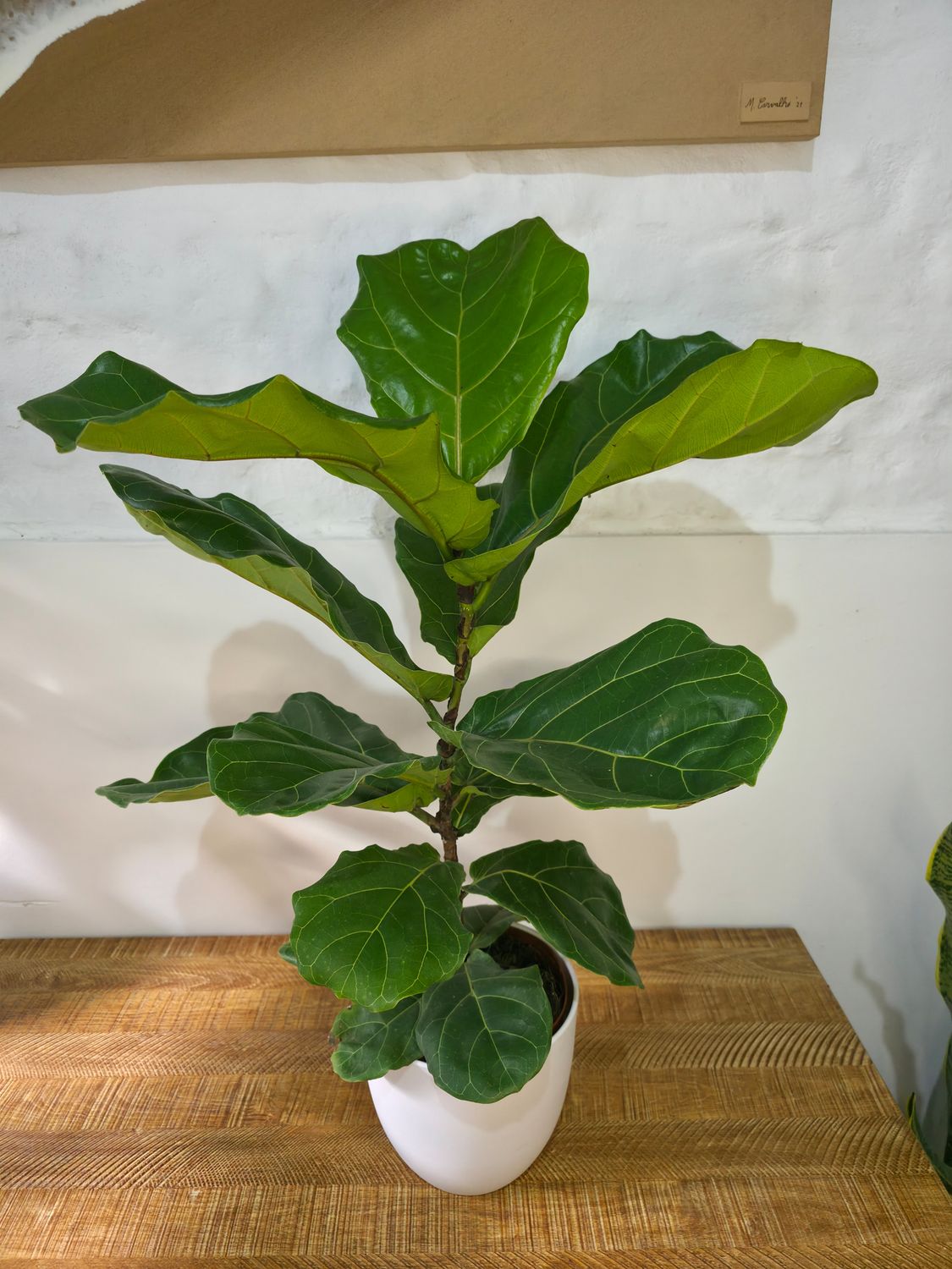 Ficus Lyrata  con maceta 75cm aprox