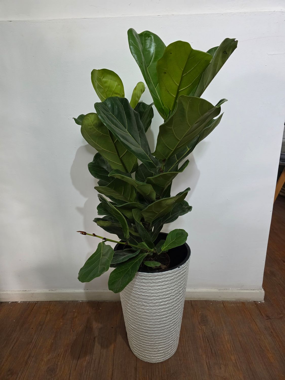 Ficus Lyrata XL con maceta 1.2m aprox 2 varas