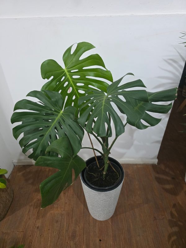 Monstera XXL en maceta 