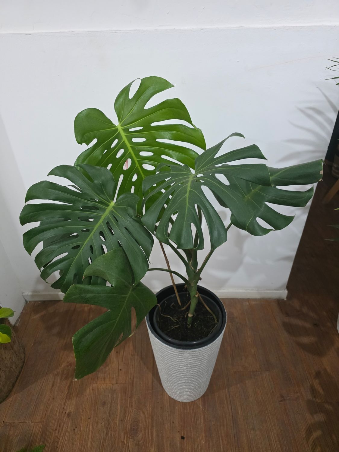 Monstera XXL en maceta 