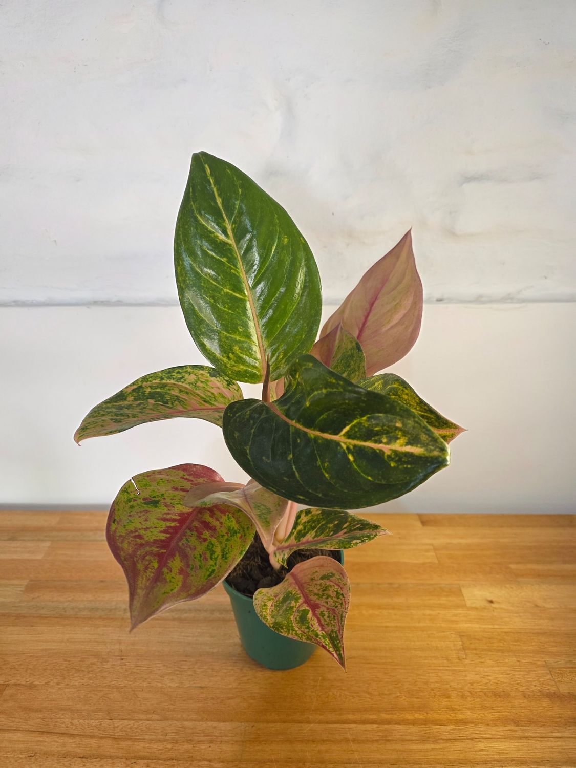Aglaenoema