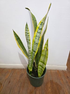 Espada de San Jorge borde amarillo 70cm