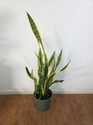 Espada de San Jorge borde amarillo 70cm