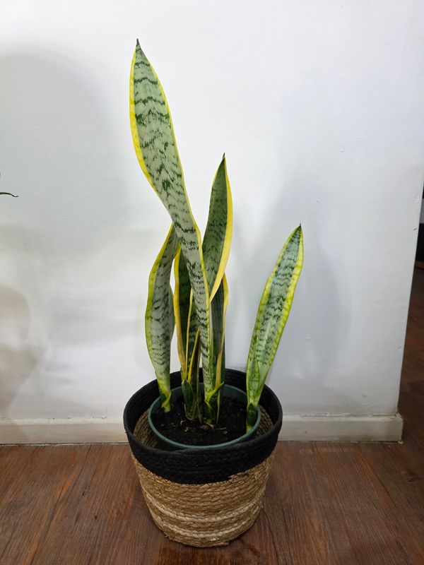 Espada de San Jorge con cesto