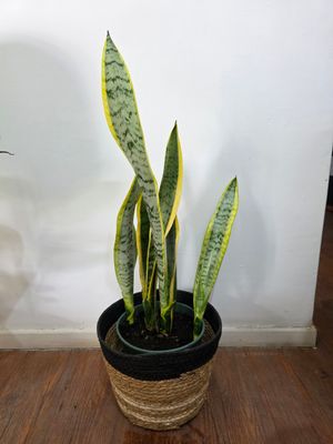 Espada de San Jorge con cesto