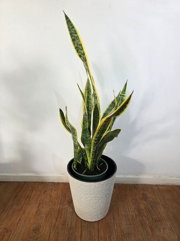 Espada de San Jorge borde amarillo con maceta 80cm aprox 