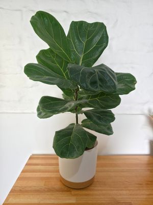 Ficus Lyrata  con maceta 75cm aprox