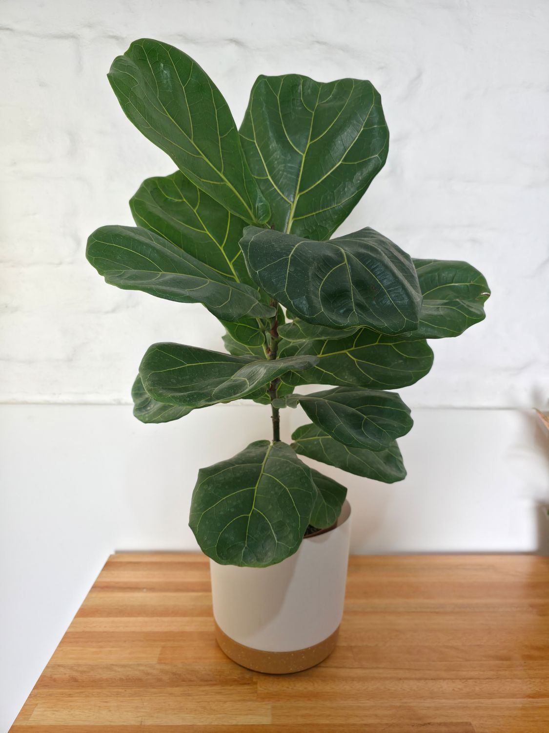Ficus Lyrata  con maceta 75cm aprox