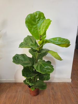 Ficus Lyrata  90cm aprox