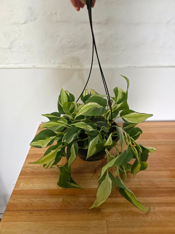 Potus verde y blanco