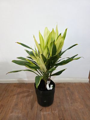 Dracena Alba 80cm