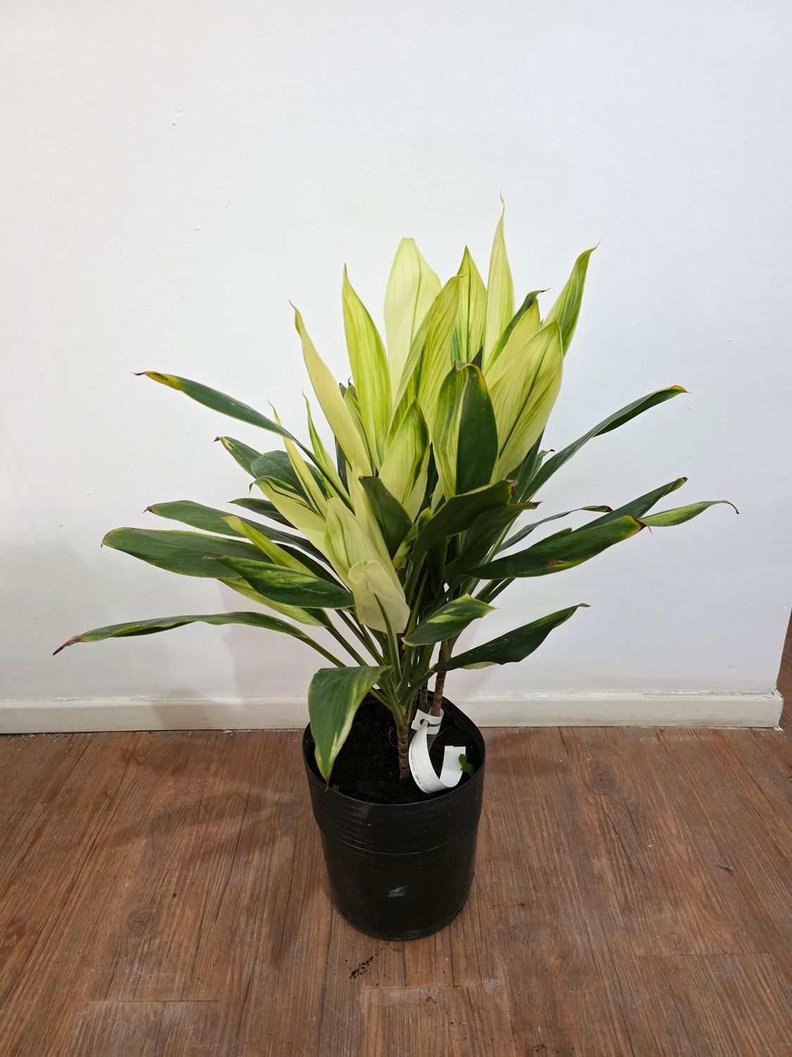 Dracena Alba 80cm
