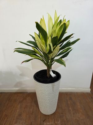 Dracena Alba con maceta L