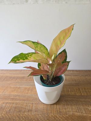 Aglaeonema con maceta 