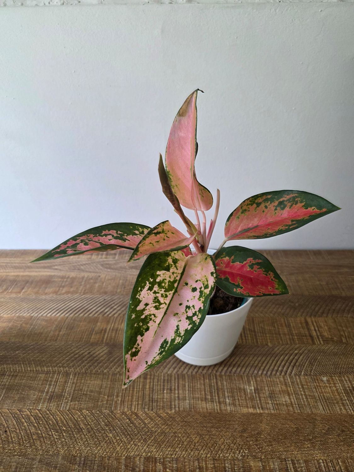 Aglaeonema con maceta 