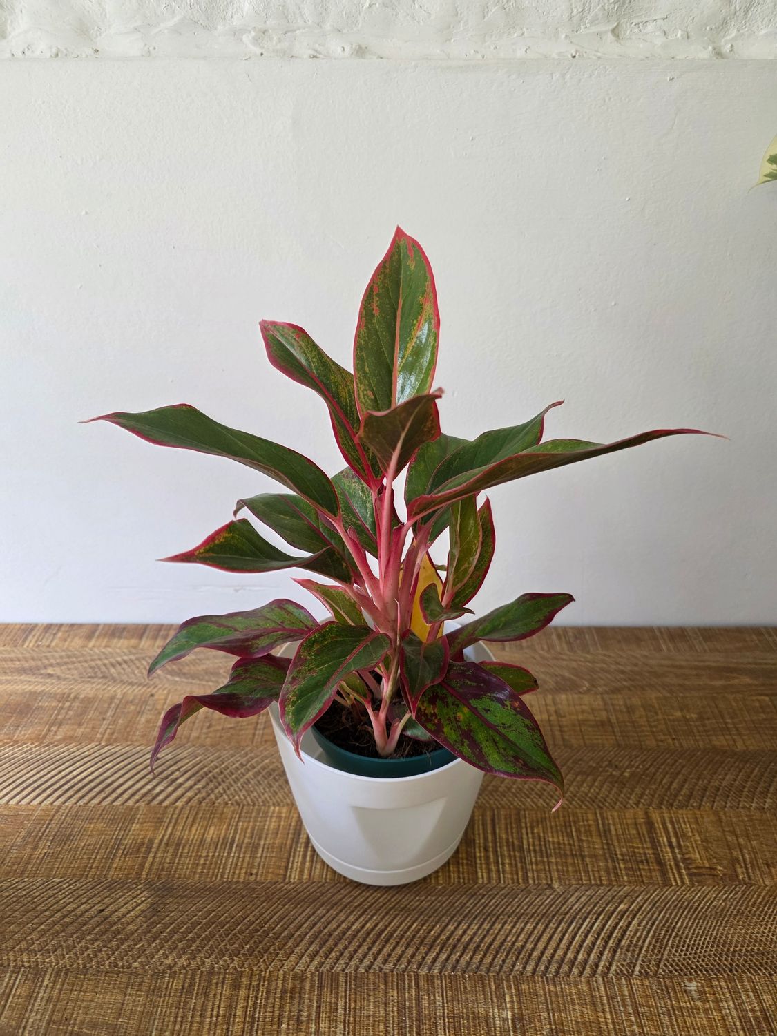 Aglaeonema con maceta 