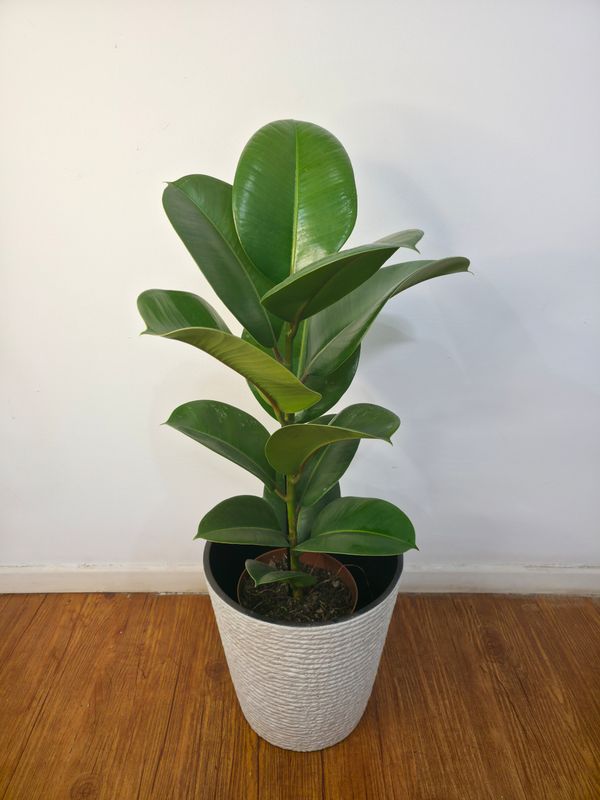 Ficus gomero verde con maceta L
