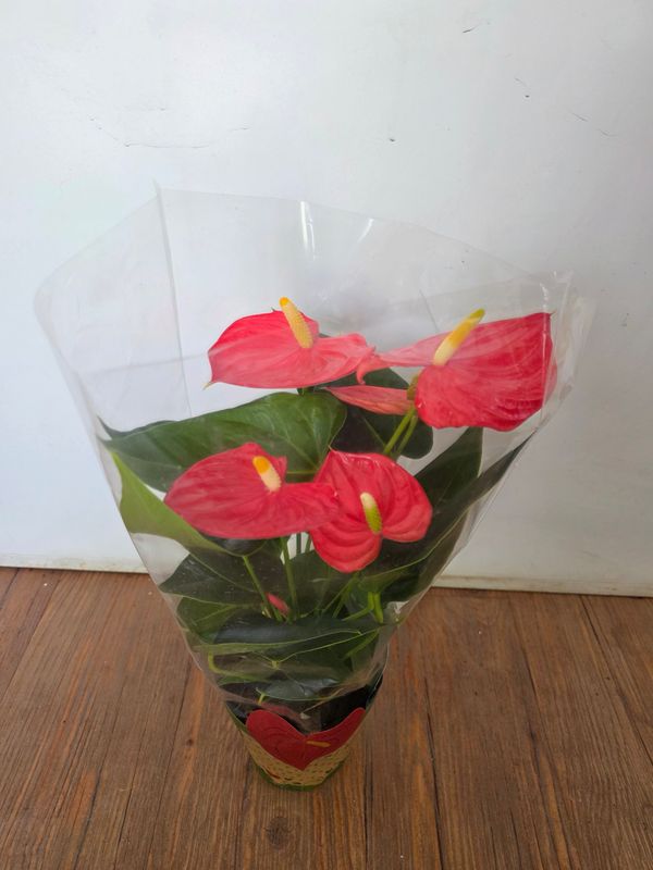 Anturio rojo