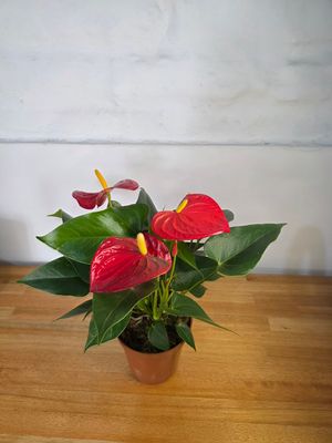 Anturio rojo