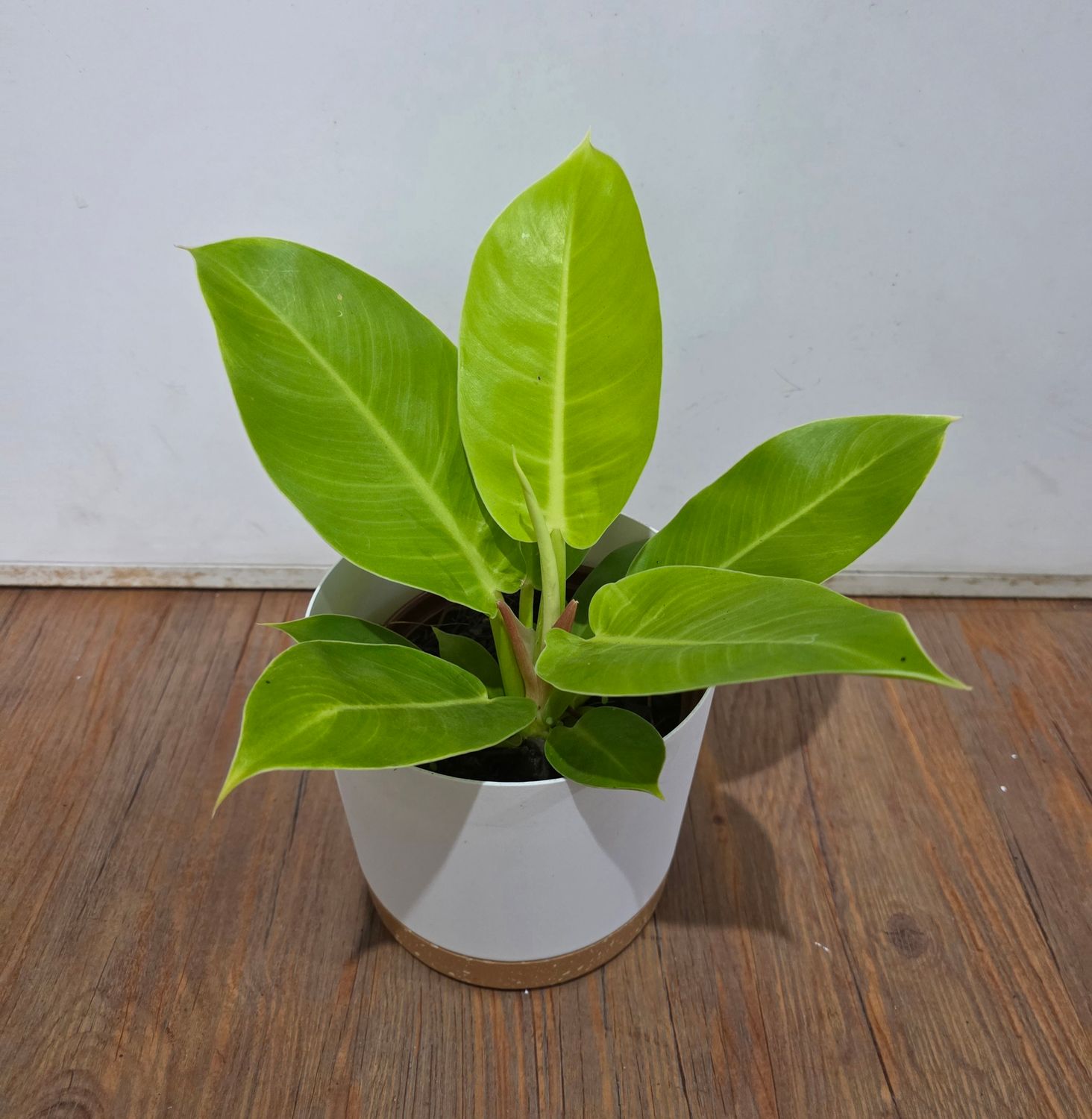 Filodendro  con maceta