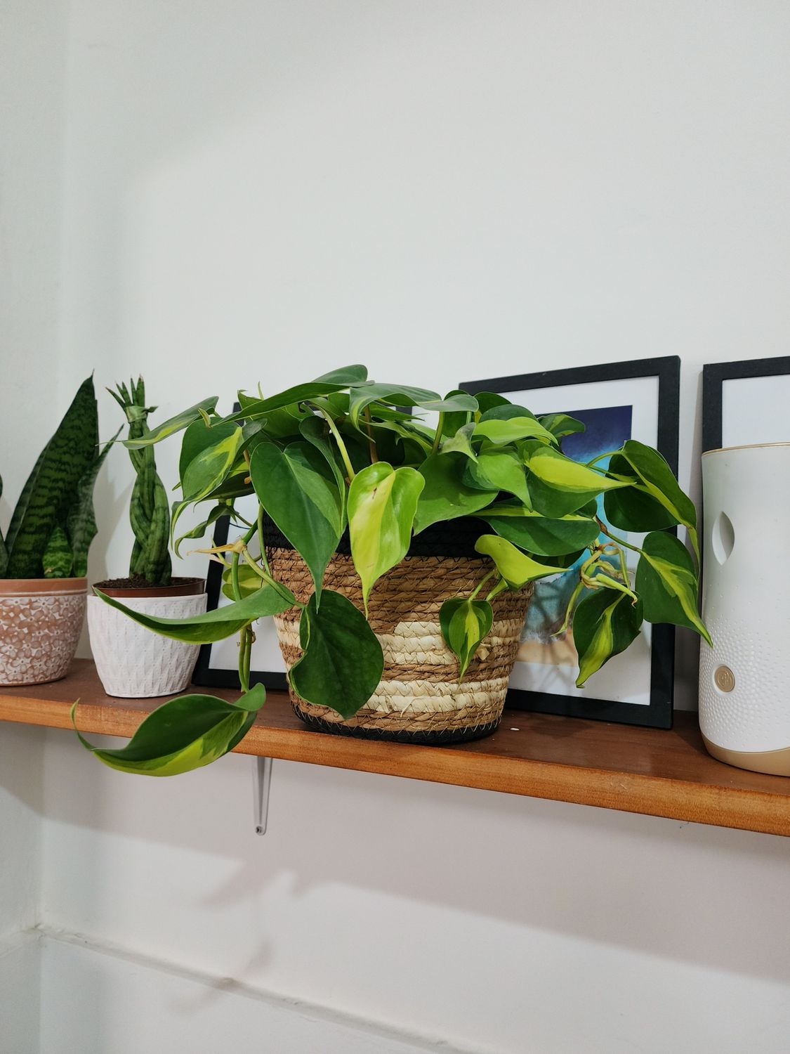 Potus brasil con cesto