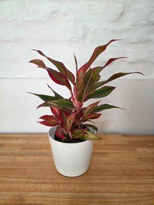 Aglaeonema con maceta 