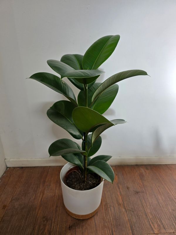 Ficus gomero verde con maceta M