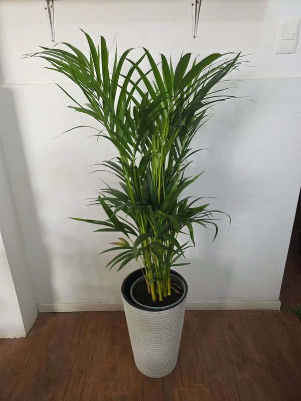 Palmera Areca con maceta XL 1.5m aprox