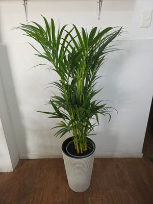Palmera Areca con maceta XL 1.5m aprox
