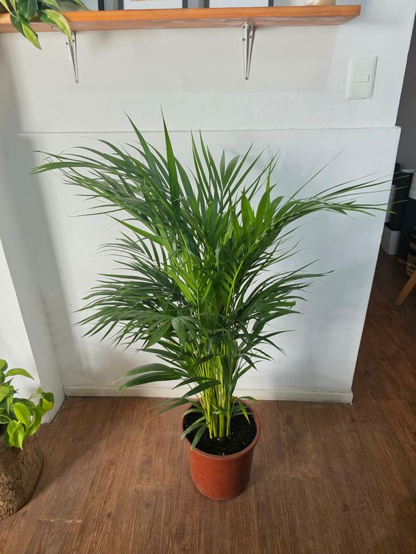 Palmera Areca 1.3m aprox