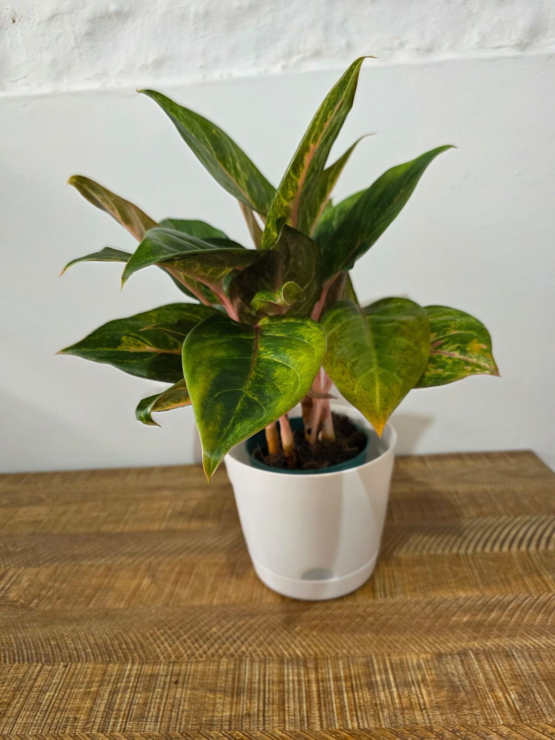 Aglaenoema con maceta 