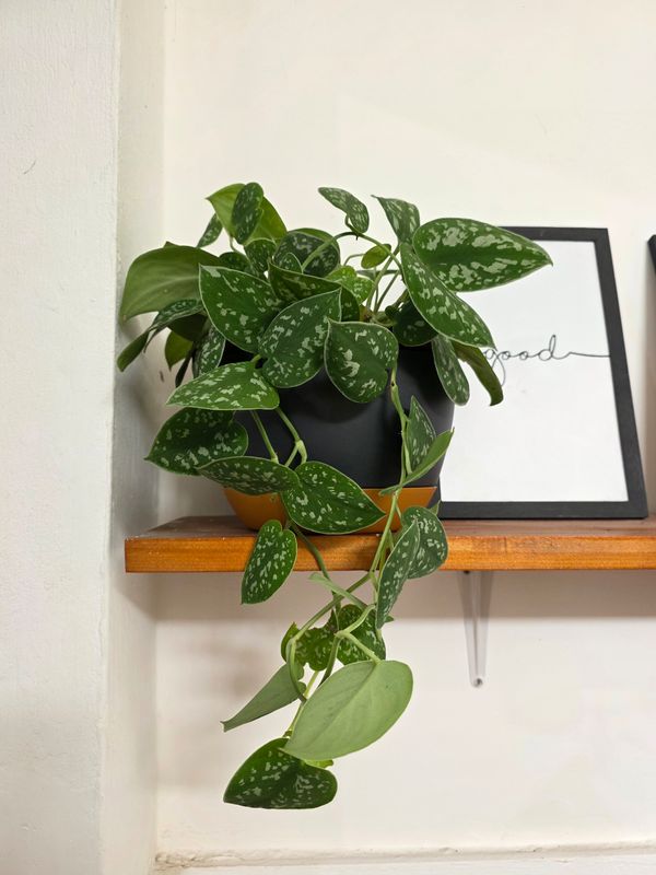 Potus scindapsus con maceta 