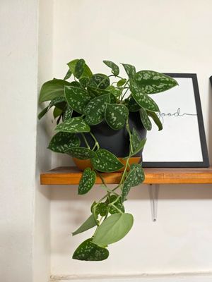 Potus scindapsus con maceta 