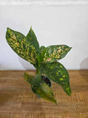 Aglaeonema