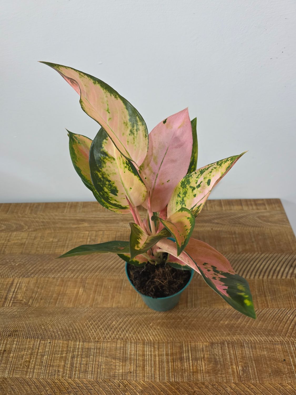 Aglaenoema 