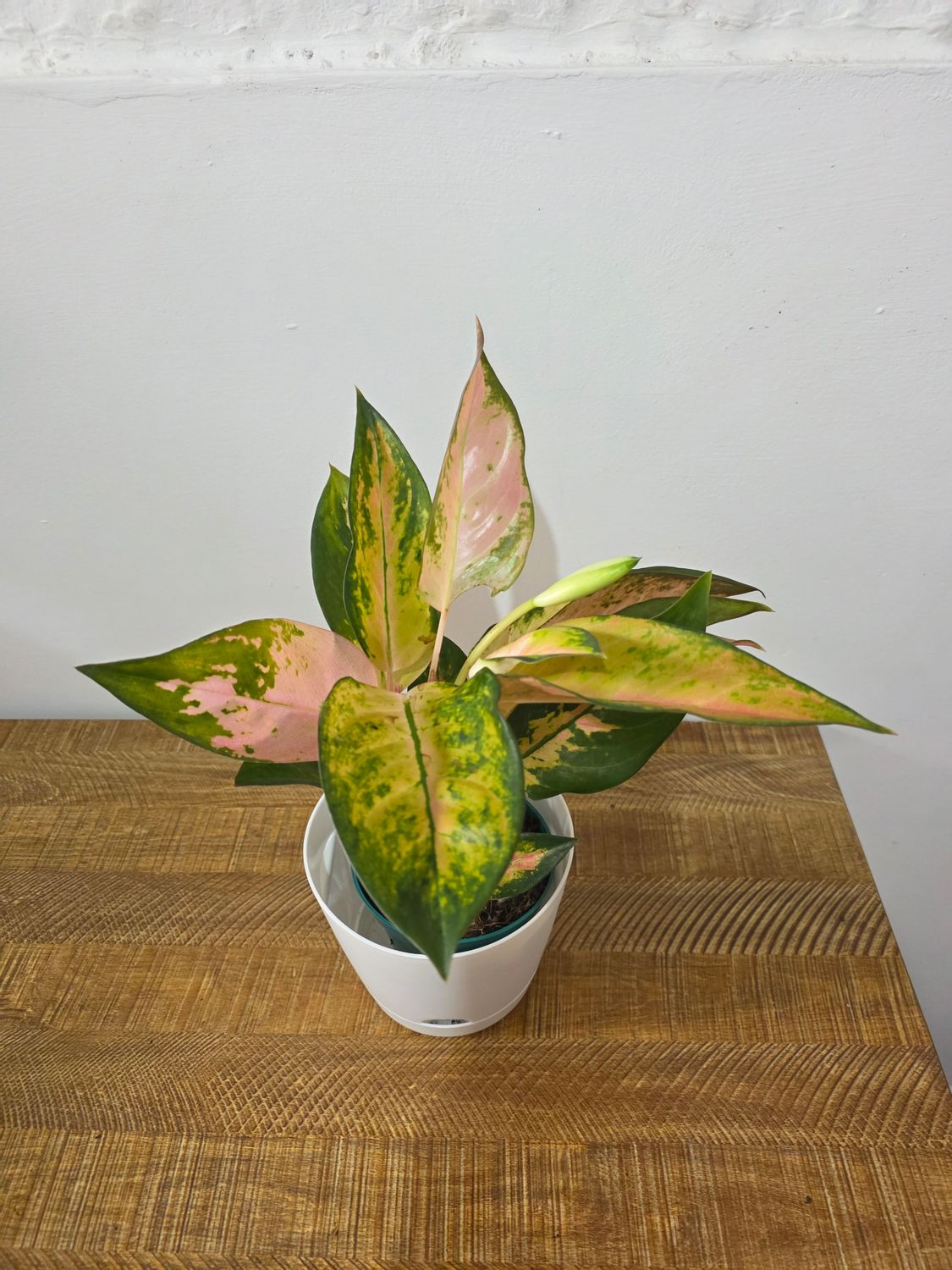 Aglaenoema con maceta 