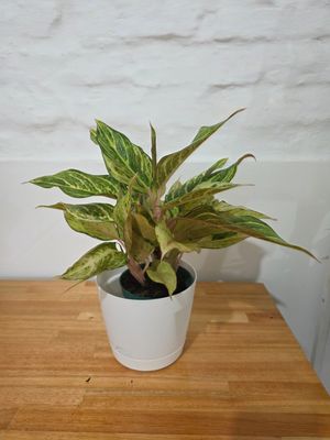 Aglaenoema con maceta