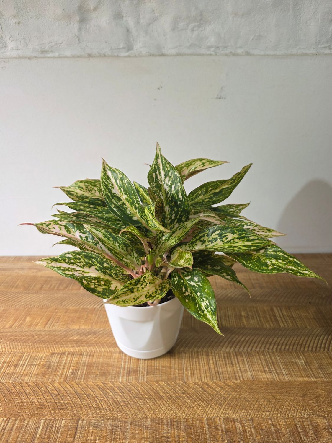 Aglaenoema con maceta 